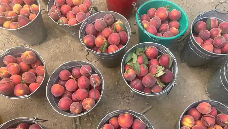 İstanbul Çiftçisinin Yüzü Gülüyor: Hasat Sezonu Fiyatları Uçurdu!