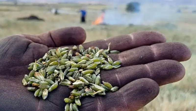 Firik Sezonu Başladı: Geleneksel Lezzetler Yeniden Sofralarda