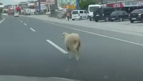 Yalova'da Kurbanlık Histası: Kaçan Hayvanlar Trafiği Alt Üst Etti!
