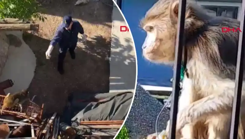 Muğla'da Şaşkınlık Yaratan Maymun Kovalamacası Geldi Geçti!