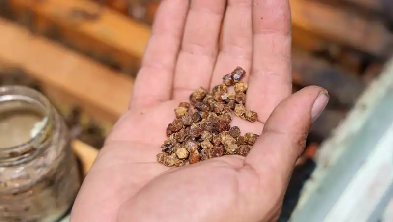 Çöpten Sofralara: Protein Zengini Gıda Artık 3 Bin TL’den Satılıyor