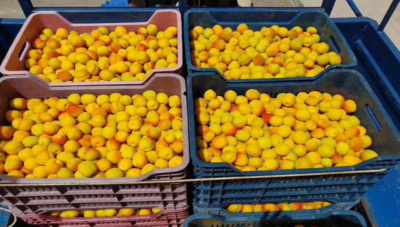 İlk Hasat İçin Beklenen An Geldi: 500 TL'den Alıcı Buldu!