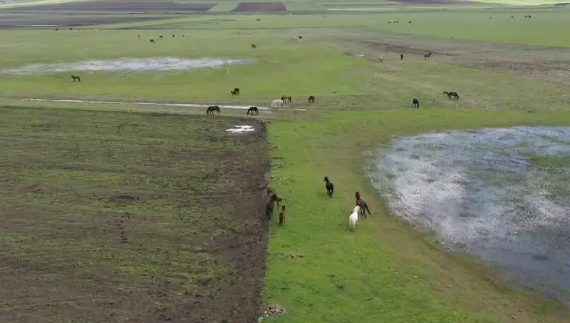 Kars'ta Doğanın Kalbinde Yılkı Atları Görüntülendi: Eşsiz Bir Manzara