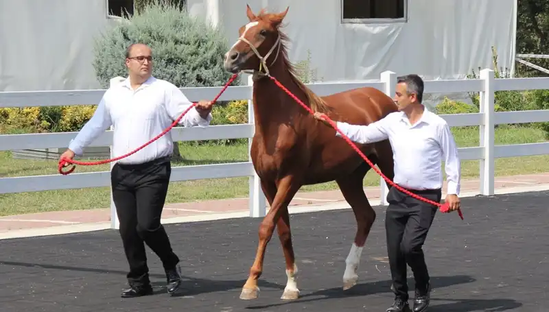 Tarihin En Büyük "Taşkın Kral"ı: Rekorlar Kırılıyor!