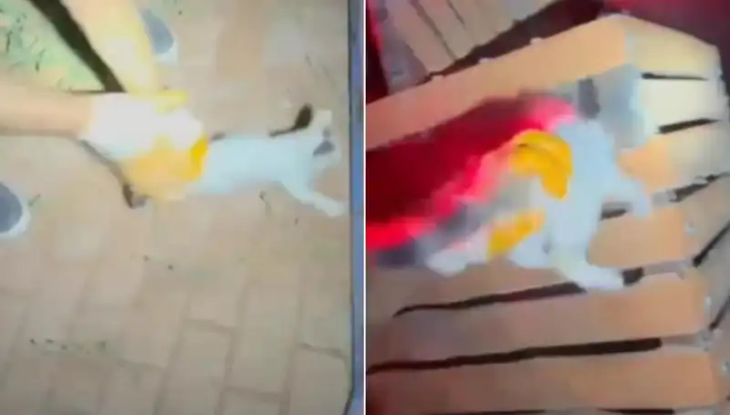 İtfaiye, Gece Yarısı Kedi Kurtarma Operasyonuyla Gözleri Doldurdu