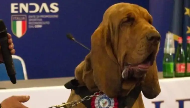 Arama Köpeğine Suikast: Çivili Sosisle Dolu Korkunç Olay