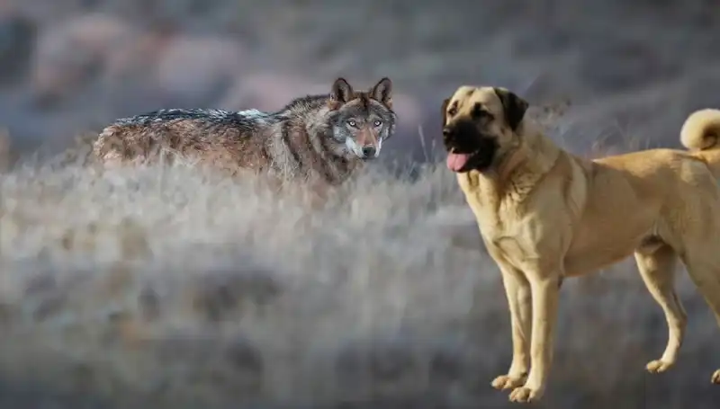 Kangal Köpeğine Talep Artıyor: Kurt Popülasyonu Yükseliyor