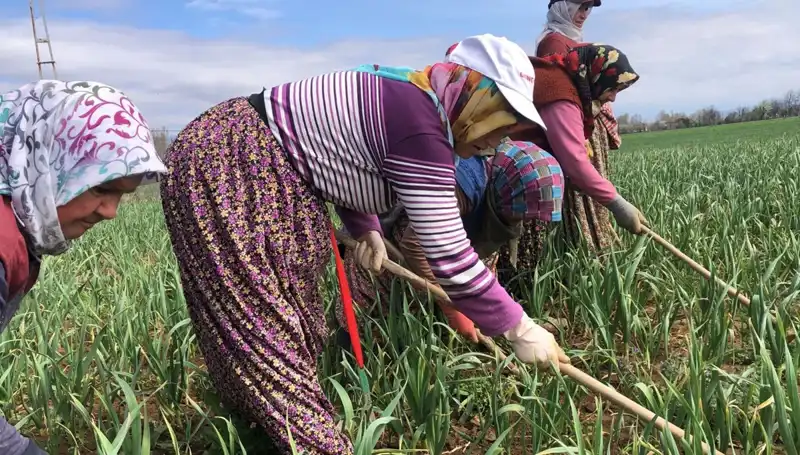 Beyaz Altın Olarak Bilinen Ürünün Yükselişi ve Çapalama Dönemi