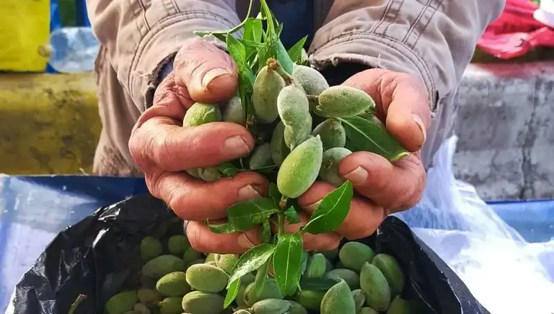 Bu Bahar Pazar Tezgahında Fırtına Gibi: Kilosu 250 TL Olan Baharın Müjdecisi