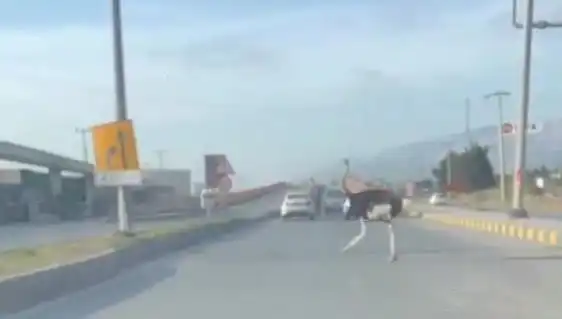 Trafikte Deve Kuşu Görüntüleri Sosyal Medyayı Altüst Etti!