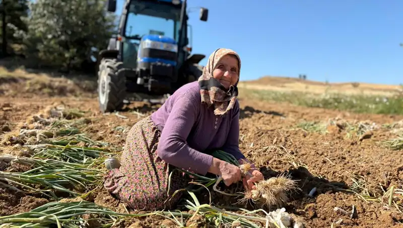 Dünyanın En Zengin Selenyumlu Tohumu İstanbul’dan mı Geliyor?