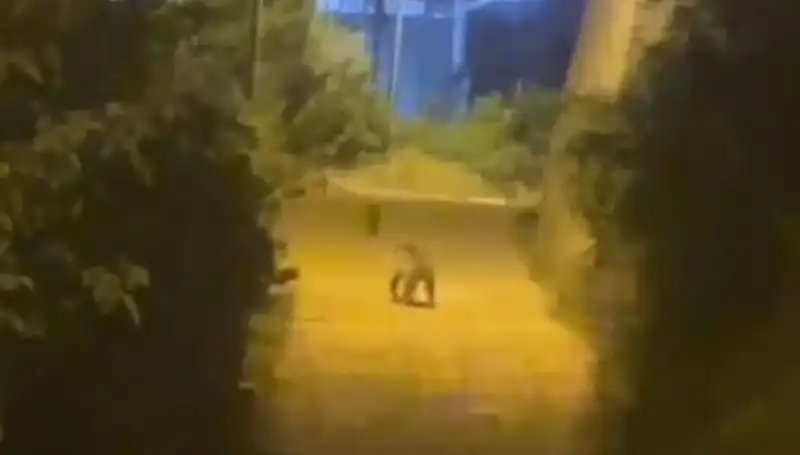 Gümüşhane’de Şehir Merkezinde Yaşanan İlginç Ayı Görüntüsü