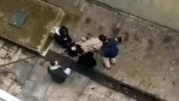 Üniversite Kampüsünde Hayvan Paniği: Köpek Düşerek Yaralandı