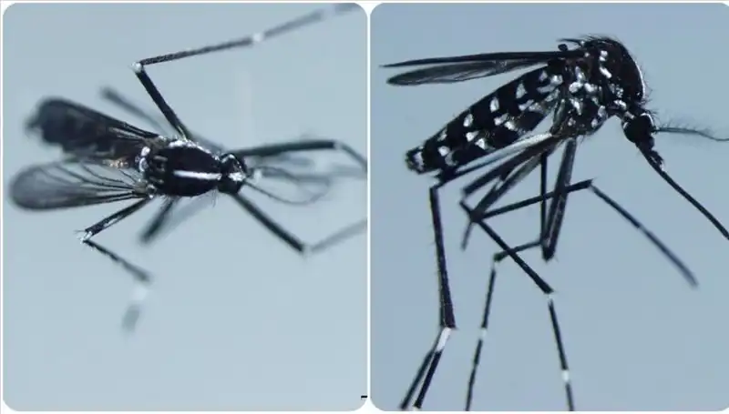Chikungunya Virüsü: Riskler, Belirtiler ve En Çok Görüldüğü Ülkeler