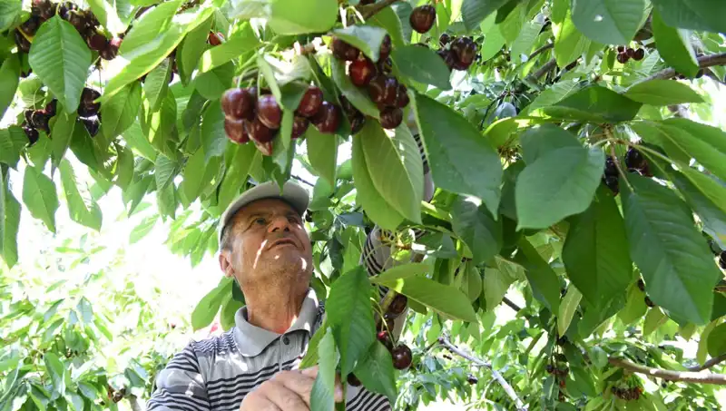 Lapseki Devrinin Görkemi: Çay Bardağına Sığmayan Devasa Zeytin