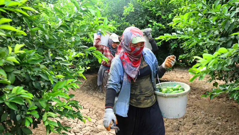 Marketlerde Patates Fiyatı Rekor Kırıyor: Hasat Dönemi Geldi