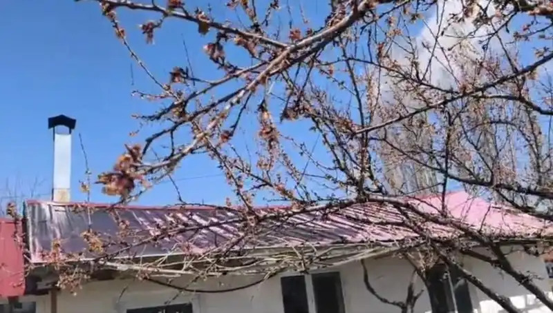 Dondurucu Soğuk Kayısı Hasadını Tehdit Ediyor: Çiftçiler Ne Yapacak?