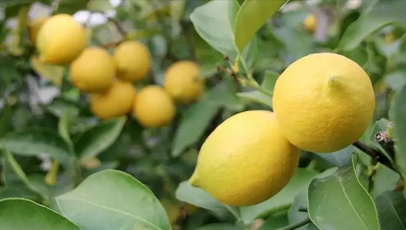İstanbul'da Limon Fiyatları El Yakıyor: Bir Adedi 24 Liraya Kadar Çıkıyor