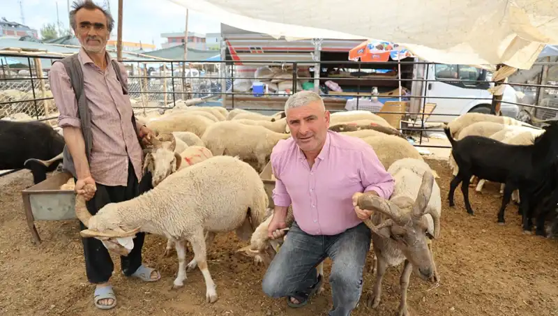 Kurban Bayramı'nda 4 Boynuzlu Koçlar Pazarın Gözdesi Oldu