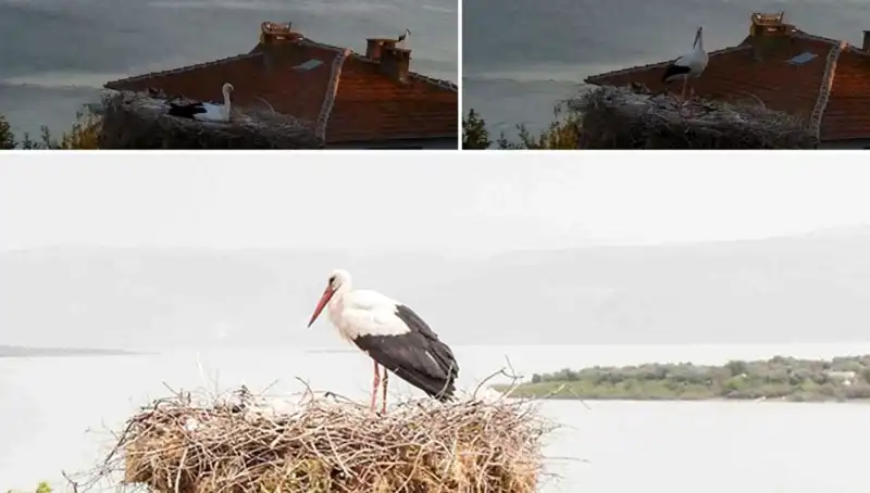 Leylek Yaren Depremi Önceden Hissetti: Doğa ve İnsan Arasındaki Gizemli Bağ